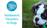 Hookworm Treatment For Dogs