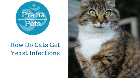 How Do Cats Get Yeast Infections?