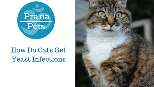 How Do Cats Get Yeast Infections?