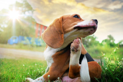 How to Spot a Flea Infestation