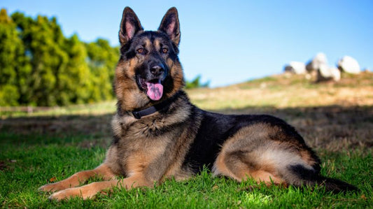 German Shepherd Dog Breed Quick Guide