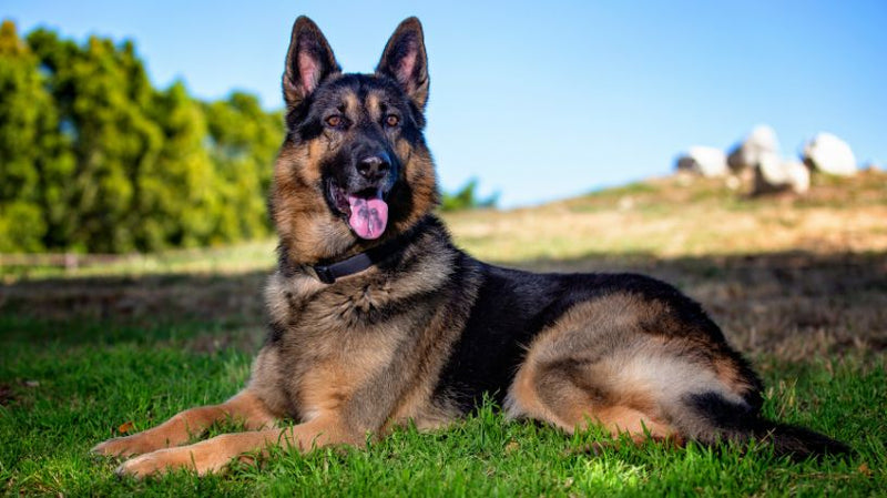 German Shepherd Dog Breed Quick Guide