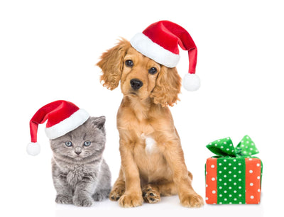 Gift Guide for Every Pet Lover: Prana Pets' Top Picks