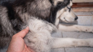 Hair Loss in Dogs: Common Causes, Symptoms & Diagnosis