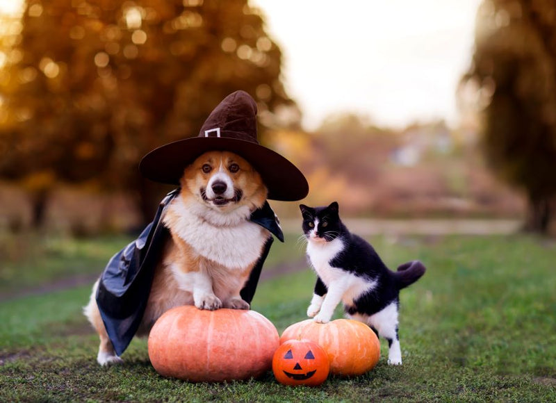 Halloween Safety Tips for Dogs and Cats