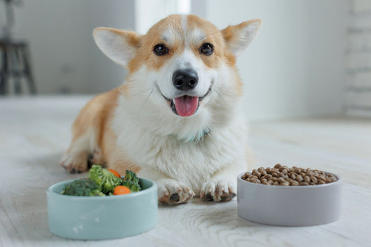 Happy Belly: Best Foods for Dog Gut Health