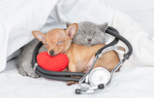 Kitten and puppy laying with a red knit heart and a stethoscope around them for Heart Health Month