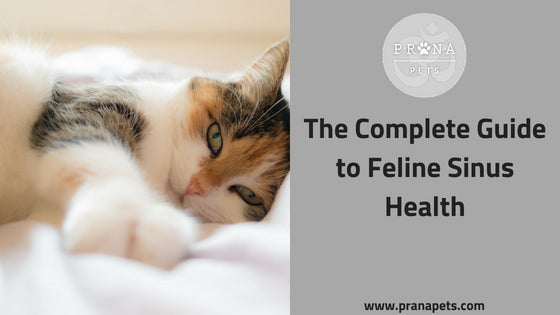 Sinus Infections in Cats: Symptoms, Causes, Treatment, and Recovery
