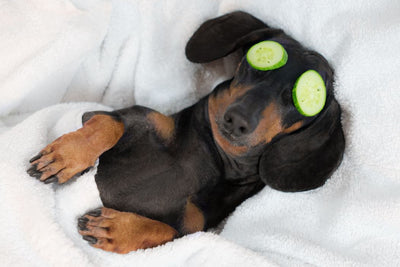 Holistic Pet Health Made Easy