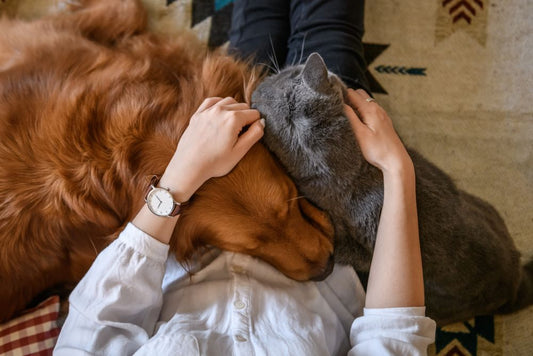 From Licks to Cuddles: How Do Pets Say I Love You?