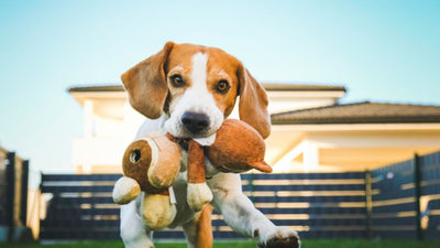 How to Detox a Dog or Cat Naturally