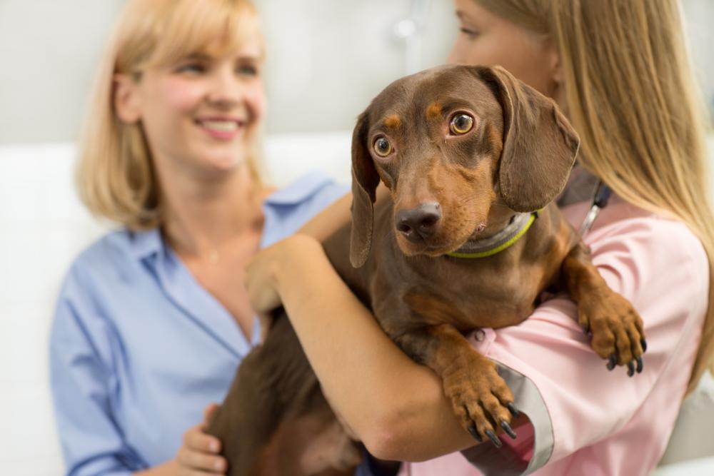 How to Talk to Your Vet About Holistic Care and Home Remedies