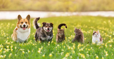 Natural Allergy Relief for Dogs & Cats: Immunity Blend