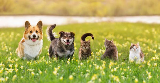 Natural Allergy Relief for Dogs & Cats: Immunity Blend