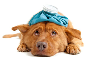10 Red Flags: How to Tell If Your Dog Is Sick