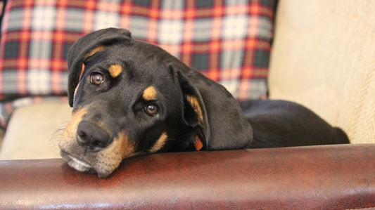 Kennel Cough Home Remedies: What Helps & What Doesn't
