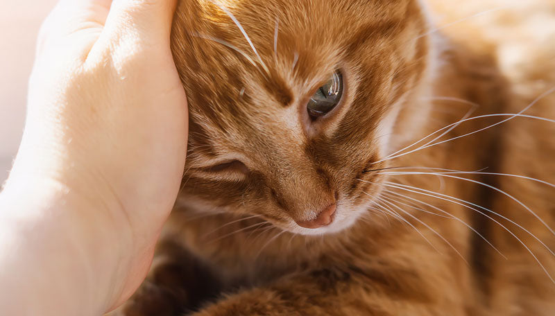 How to Prevent Kidney Disease in Cats