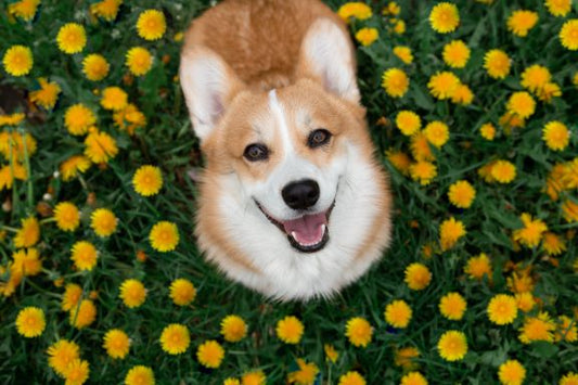 The Ultimate Guide to Kidney Supplements for Dogs
