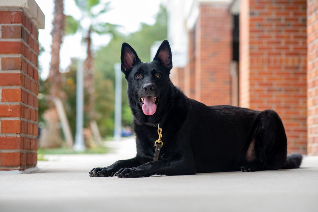 What is The Life Expectancy of Dogs with Cushing's Disease? Prana Pets