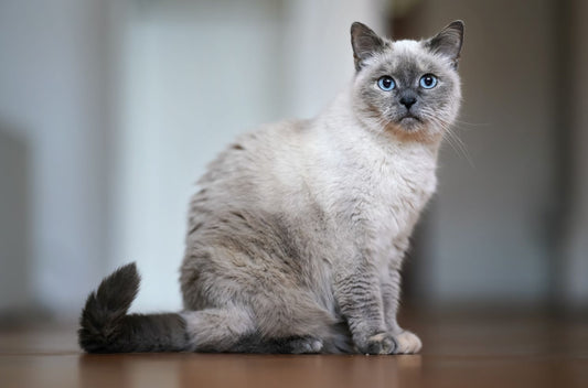 Maintaining Senior Cat's Gut Health