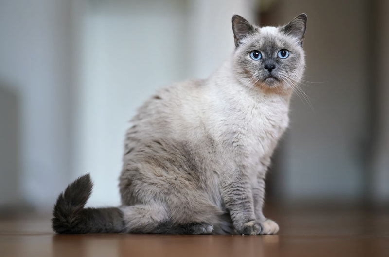 Maintaining Senior Cat's Gut Health