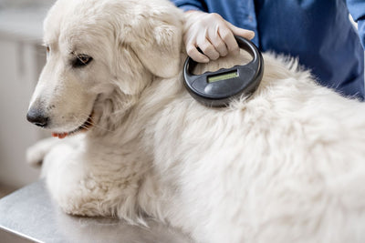 The Importance of Microchipping Pets