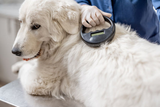 The Importance of Microchipping Pets