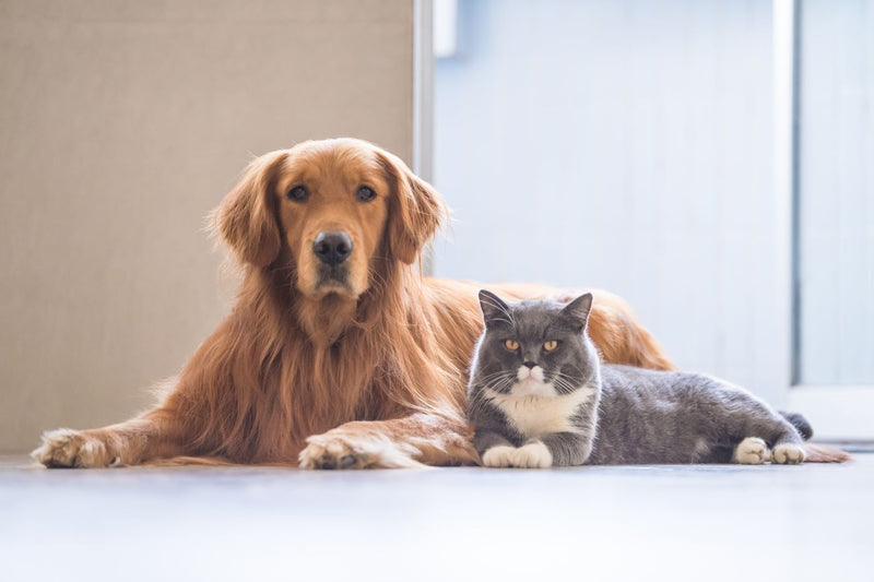 Natural Wormer for Cats & Dogs: Holistic Solutions
