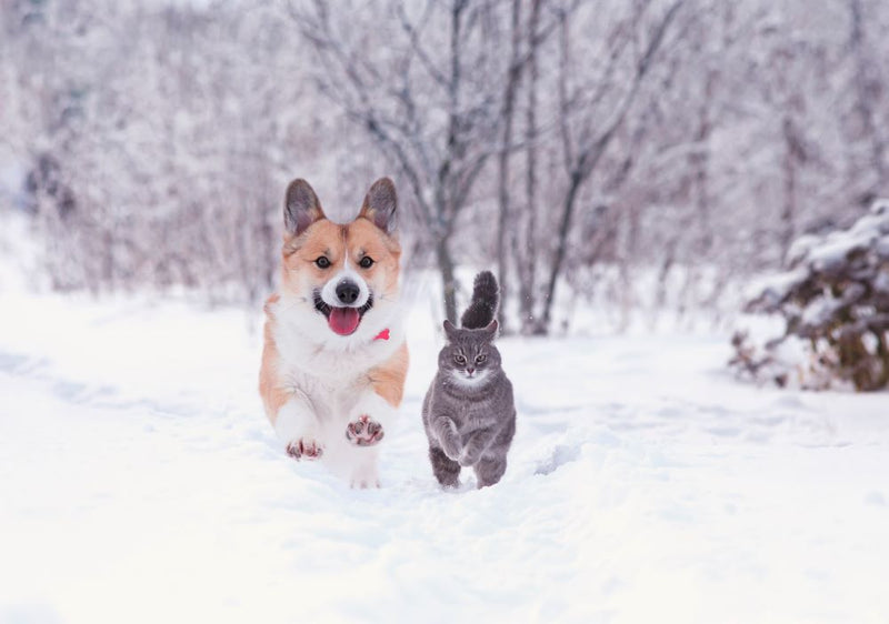 Top Nutrients for Healthy Joints, Skin, and Coat in Pets