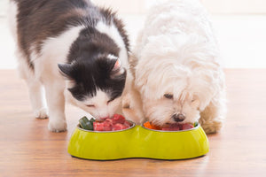Pet Nutrition 101: A Guide to Choosing the Right Food