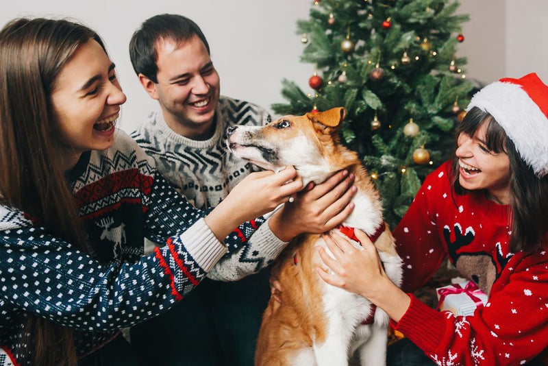 Pet-iquette Guide for Holiday Gatherings
