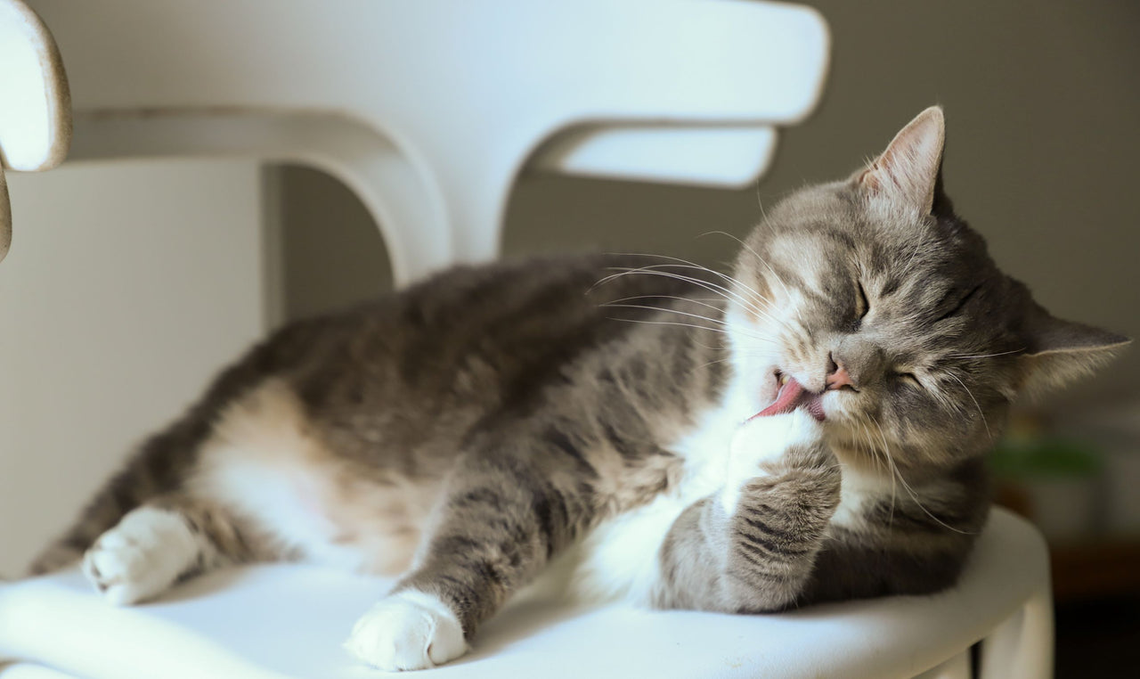 Hairballs in Cats How to help your treat your cats digestive issues