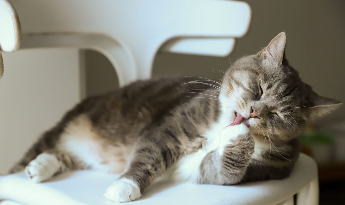 Why Digestive Aid is Important for Cats
