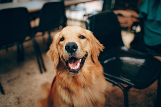 Identifying and Treating Asthma in Dogs