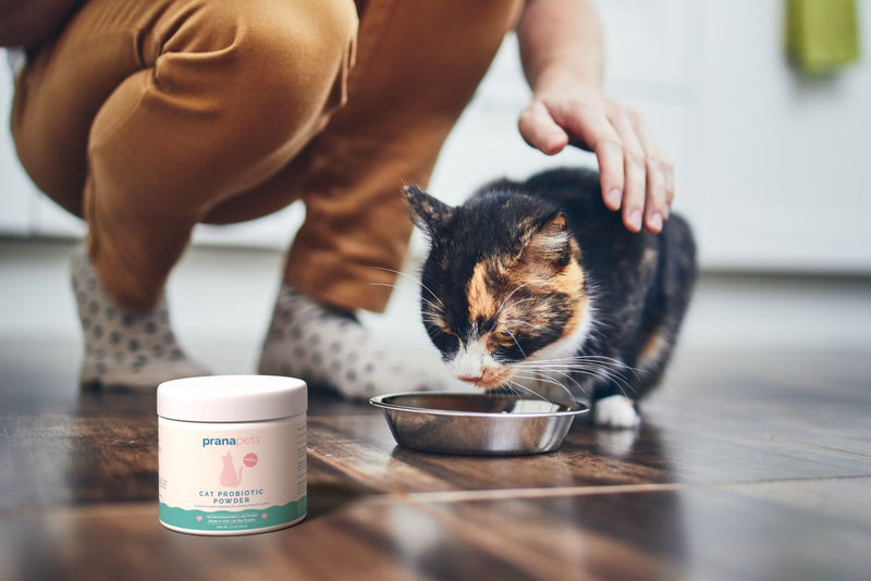Cat Probiotic Powder Ingredients Deep Dive