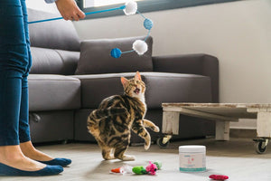 Probiotics for Cats: Improve Digestion and Immunity