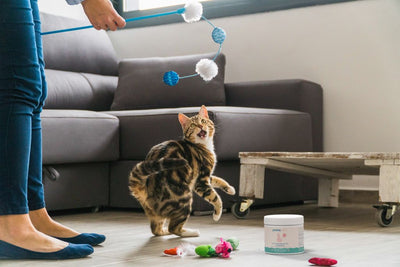 Probiotics for Cats: Improve Digestion and Immunity