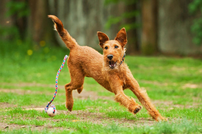 April is Active Dog Month! 🐕