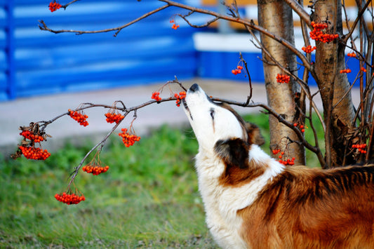 What Are Adaptogens & Why Are They Useful?