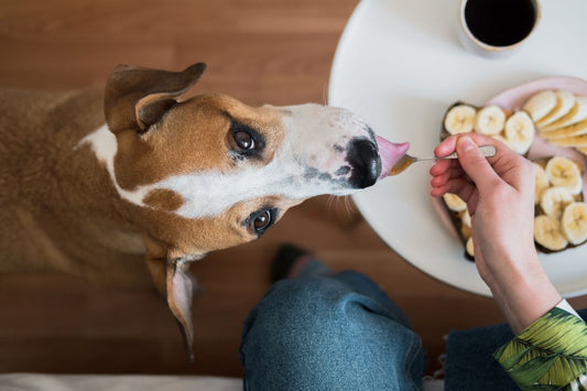 Peanut Butter: A Tasty and Healthy Treat for Your Pooch!