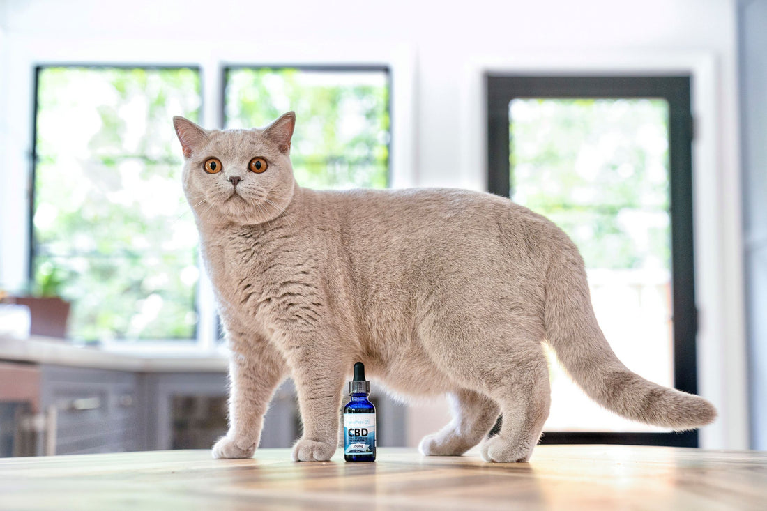 CBD Oil for Healthy Skin and Coat