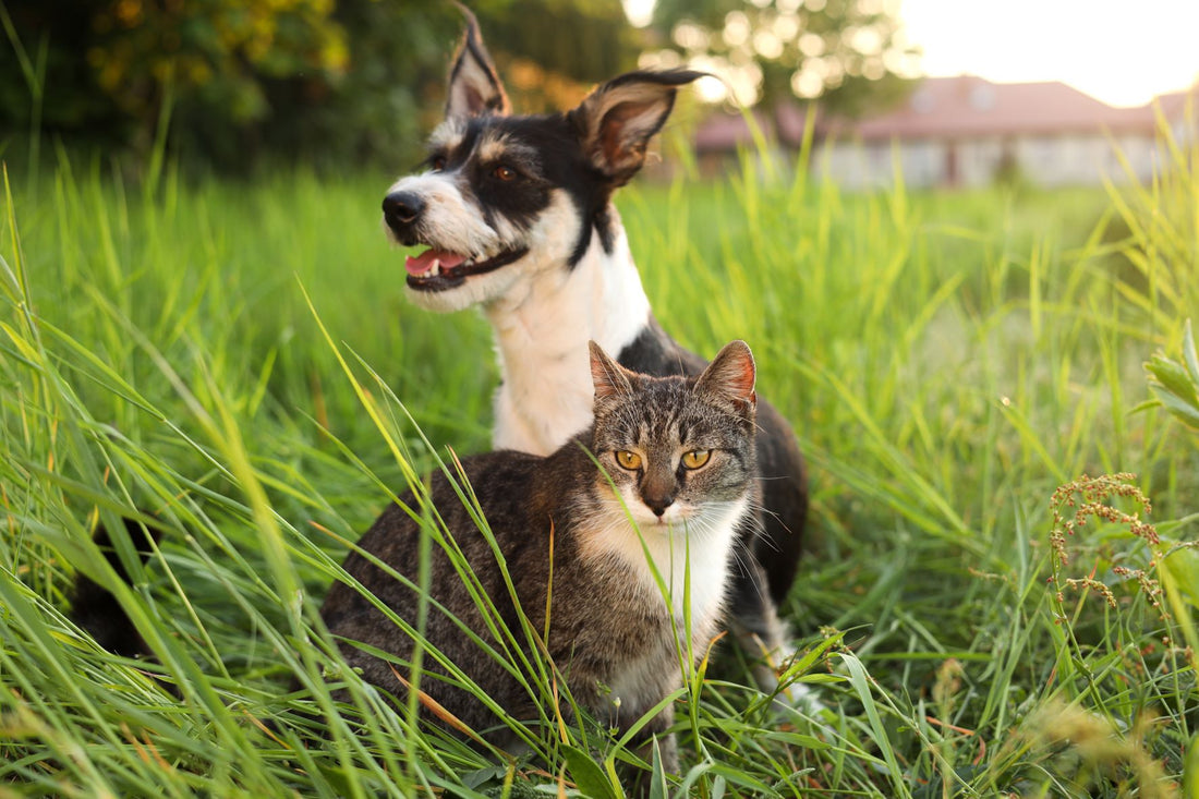 Disease Prevention is Key for Happy, Healthy Pets
