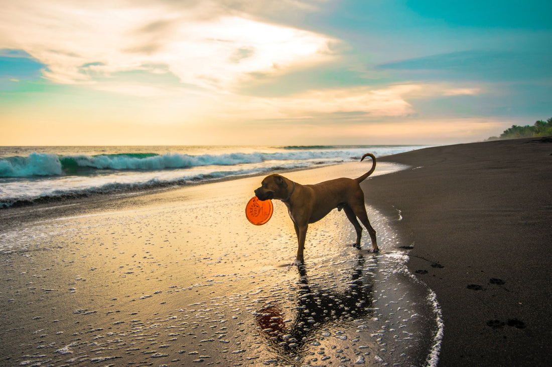 7 Tips for Taking Your Dog to the Beach