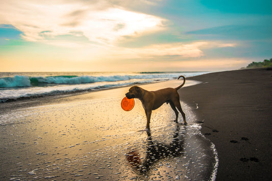 7 Tips for Taking Your Dog to the Beach