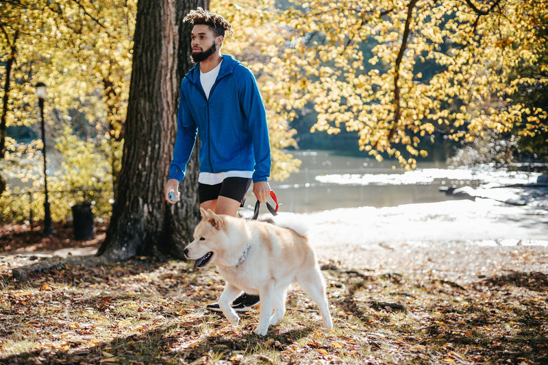 Do Dogs Need Schedules?