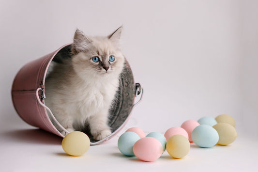 5 Fun Easter Activities to Enjoy with Your Cat