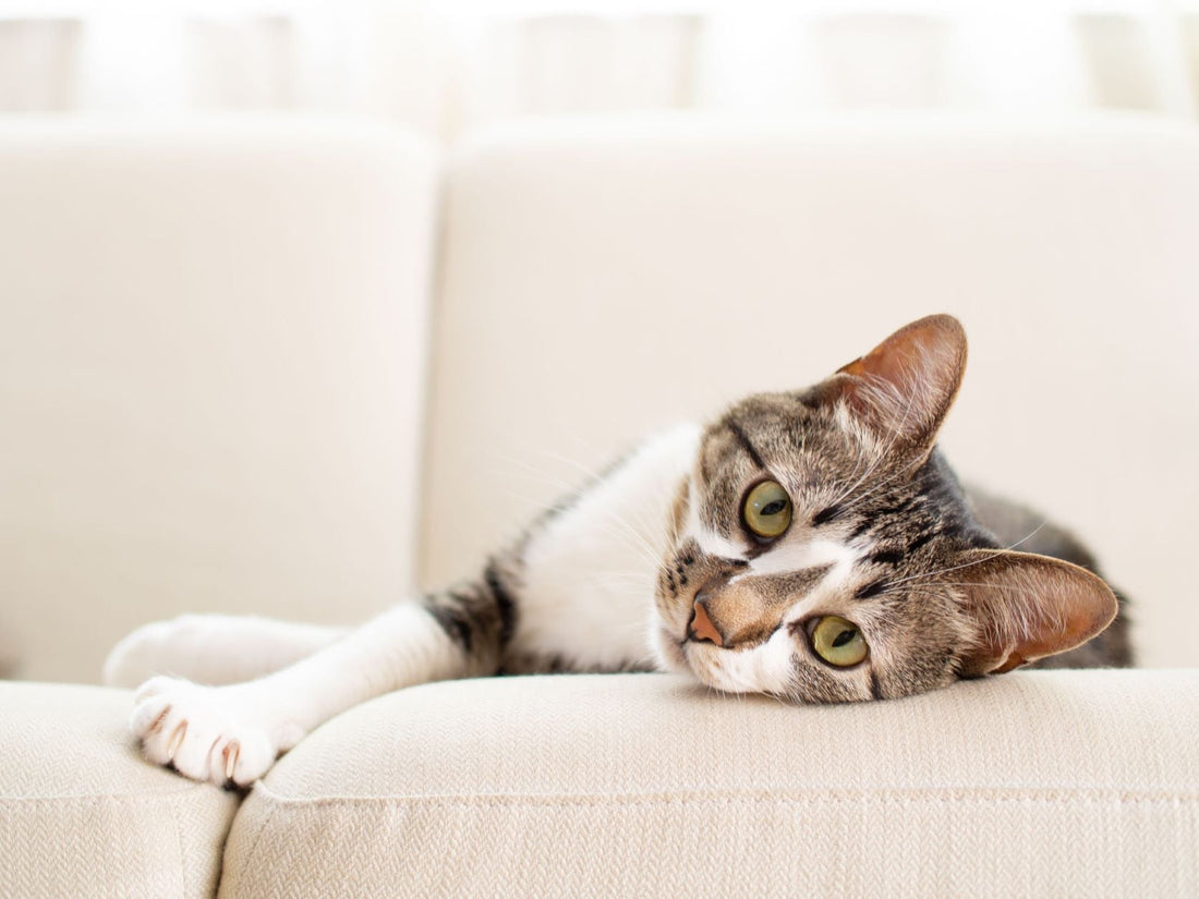 It's Happy, Healthy Cat Month!