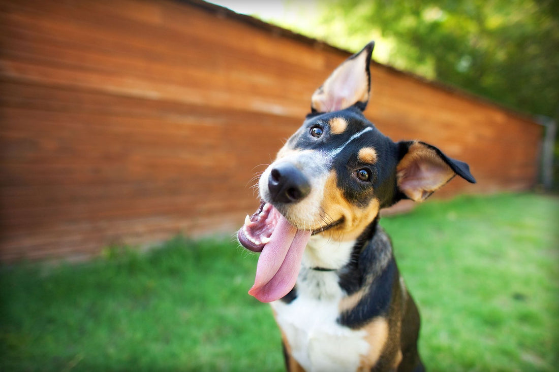 Homeopathic vs. Herbal Remedies for Pets: Which is best?