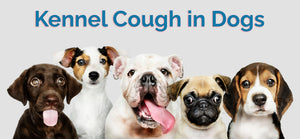 Kennel Cough in Dogs: Causes, Symptoms, and Treatment