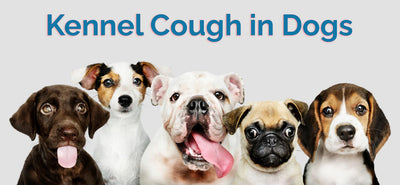 Kennel Cough in Dogs: Causes, Symptoms, and Treatment
